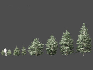 Abies concolor - white fir Modelo 3D