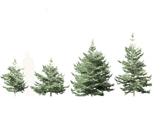 Abies concolor - white fir Modelo 3D