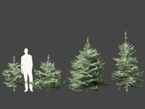 Abies concolor - white fir Modelo 3D