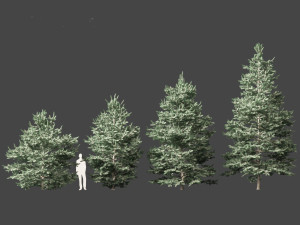 Abies concolor - white fir Modelo 3D