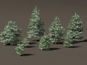 Abies concolor - white fir Modelo 3D