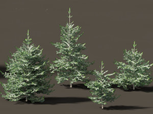Abies concolor - white fir Modelo 3D