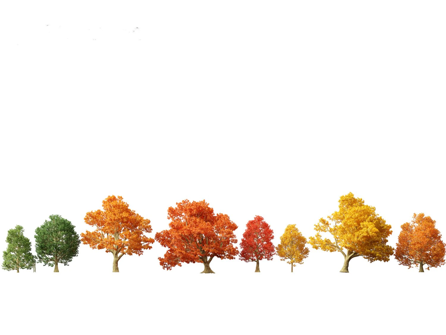 Acer platanoides - bordo da Noruega Modelo 3D .c4d .max .obj .3ds .fbx .stl .blend 