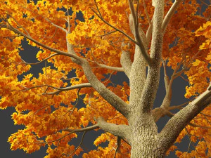 Acer platanoides - bordo da Noruega Modelo 3D