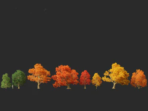 Acer platanoides - bordo da Noruega Modelo 3D
