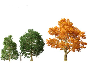 Acer platanoides - bordo da Noruega Modelo 3D