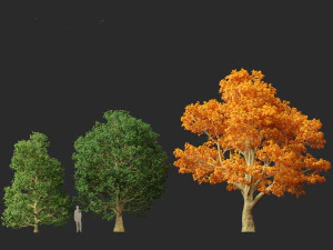 Acer platanoides - bordo da Noruega Modelo 3D