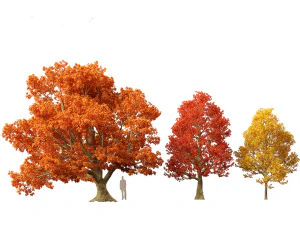 Acer platanoides - bordo da Noruega Modelo 3D