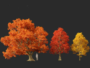 Acer platanoides - bordo da Noruega Modelo 3D