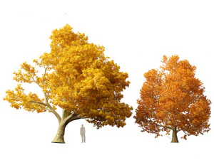 Acer platanoides - bordo da Noruega Modelo 3D