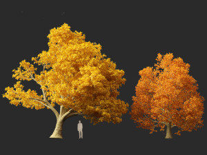 Acer platanoides - Norway maple Modelo 3D
