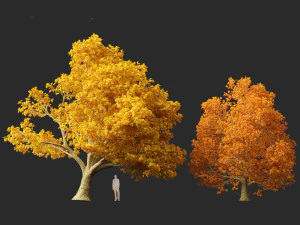 Acer platanoides - bordo da Noruega Modelo 3D
