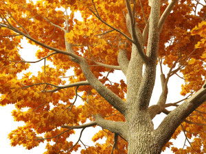 Acer platanoides - Norway maple Modelo 3D