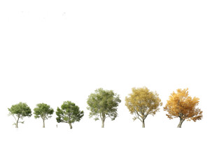 Acer pseudoplatanus - Sycamore maple 3D 模型