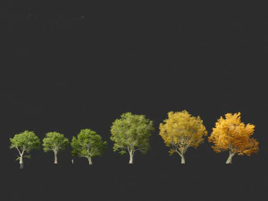 Acer pseudoplatanus - Sycamore maple 3D Model