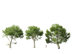Acer pseudoplatanus - Sycamore maple 3D Model