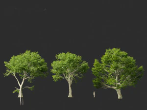 Acer pseudoplatanus - Sycamore maple 3D Model