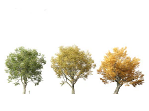 Acer pseudoplatanus - Sycamore maple 3D Model