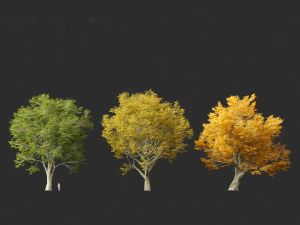 Acer pseudoplatanus - Sycamore maple 3D Model