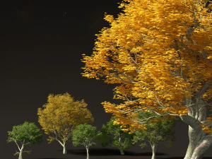 Acer pseudoplatanus - Sycamore maple 3D Model
