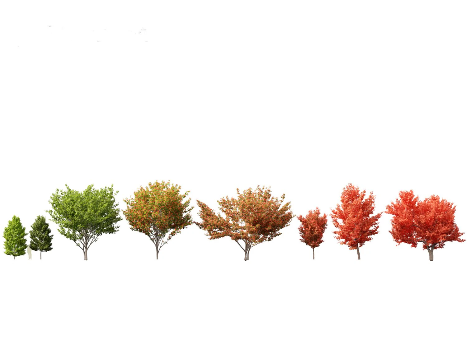 Acer rubrum - Red maple 3D Model .c4d .max .obj .3ds .fbx .stl .blend 