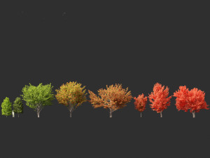 Acer rubrum - Red maple 3D Model