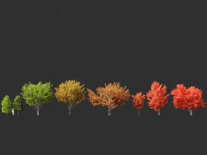 Acer rubrum - Red maple 3D Model