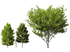 Acer rubrum - Red maple 3D Model