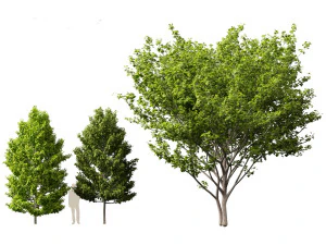 Acer rubrum - Red maple 3D Model