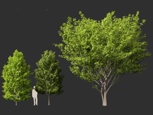 Acer rubrum - Red maple 3D Model