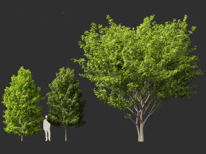 Acer rubrum - Red maple 3D Model