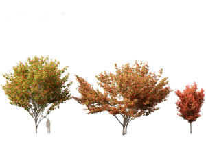Acer rubrum - Red maple 3D Model