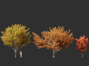 Acer rubrum - Red maple 3D Model
