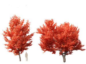 Acer rubrum - Red maple 3D Model