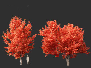 Acer rubrum - Red maple 3D Model