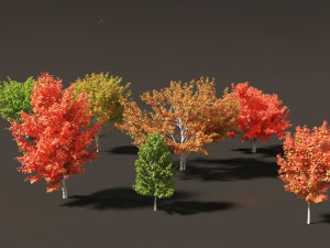 Acer rubrum - Red maple 3D Model