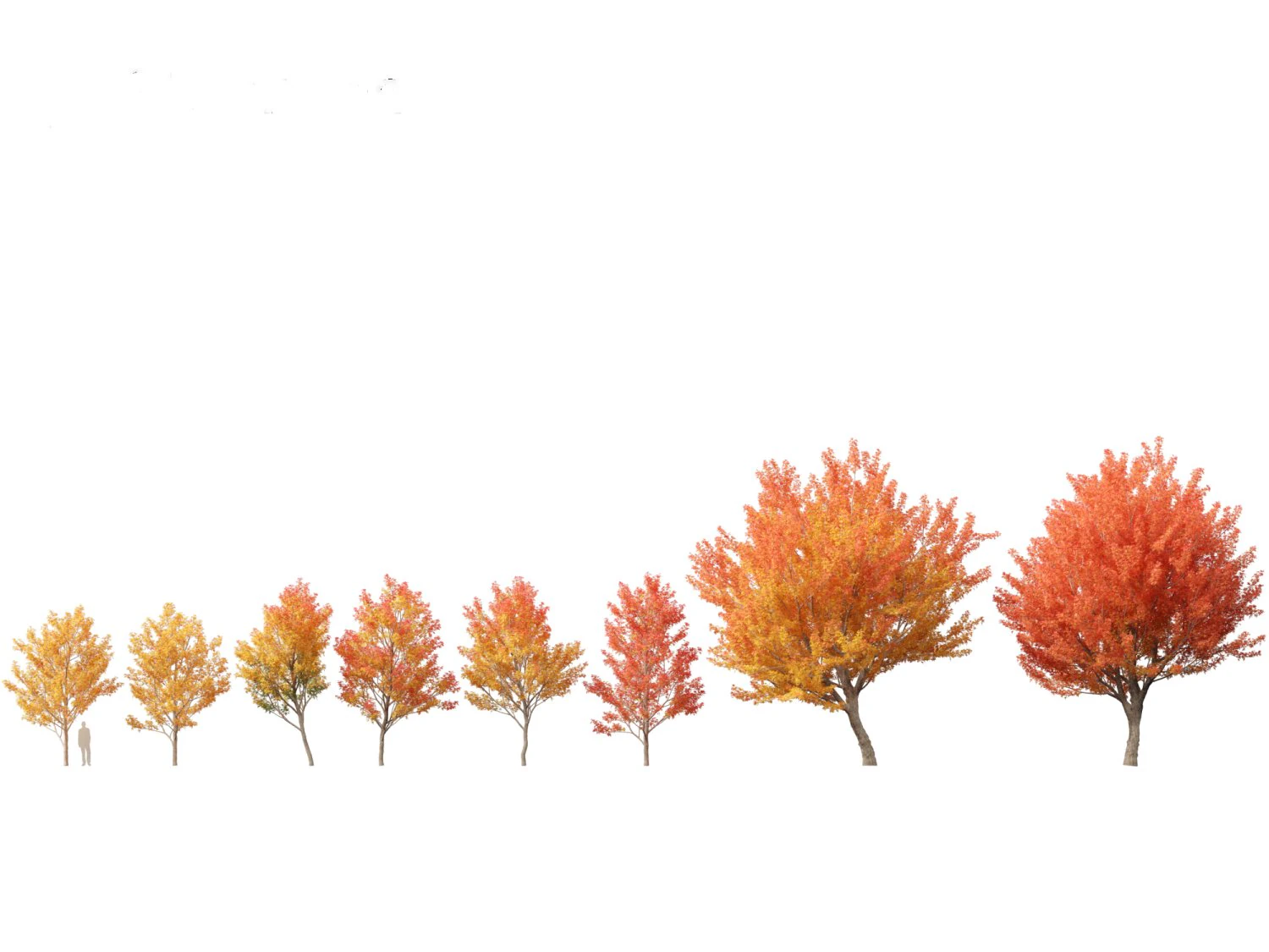 Acer saccharinum - Silver Maple 01 3D Model .c4d .max .obj .3ds .fbx .stl .blend