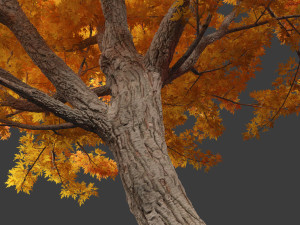 Acer saccharinum - Silver Maple 01 3D Модель
