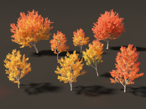 Acer saccharinum - Silver Maple 01 3D Модель
