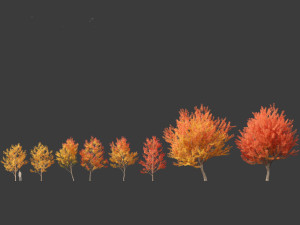 Acer saccharinum - Silver Maple 01 3D Модель