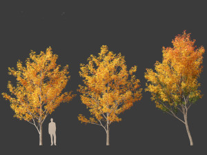 Acer saccharinum - Silver Maple 01 3D Модель
