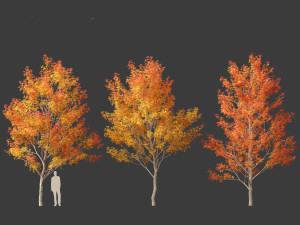 Acer saccharinum - Silver Maple 01 3D Модель