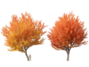 Acer saccharinum - Silver Maple 01 3D Модель