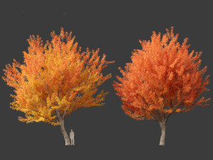Acer saccharinum - Silver Maple 01 3D Модель