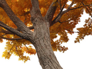 Acer saccharinum - Silver Maple 01 3D Модель