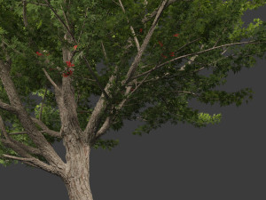 Acer saccharinum - Silver Maple 02 3D Модель