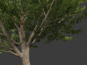 Acer saccharinum - Silver Maple 02 3D Model