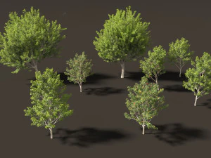 Acer saccharinum - Silver Maple 02 3D Model