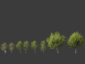 Acer saccharinum - Silver Maple 02 3D Модель