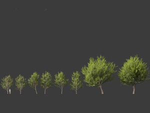Acer saccharinum - Silver Maple 02 3D Model
